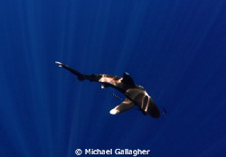 Oceanic whitetip in the sunbeams, Tokina 10-17mm with Mag... by Michael Gallagher 